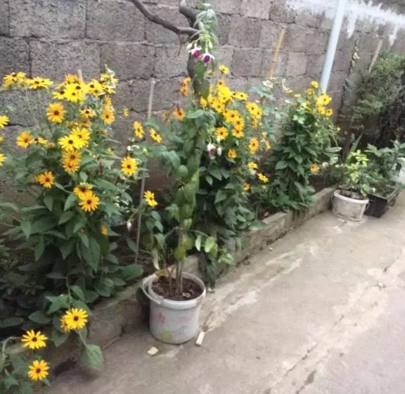 پانسیون Batumi Guesthouse 28a