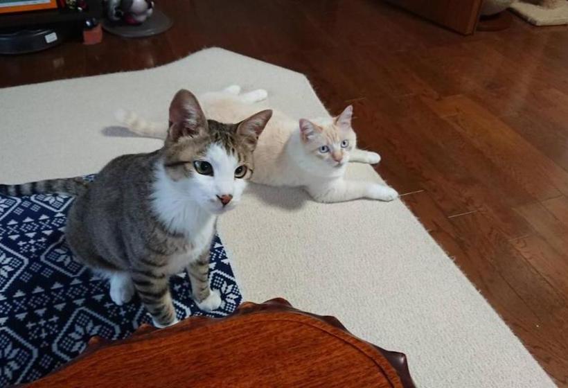 פנסיון Guesthouse Gifu Suai