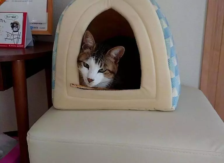 Majatalo Guesthouse Gifu Suai