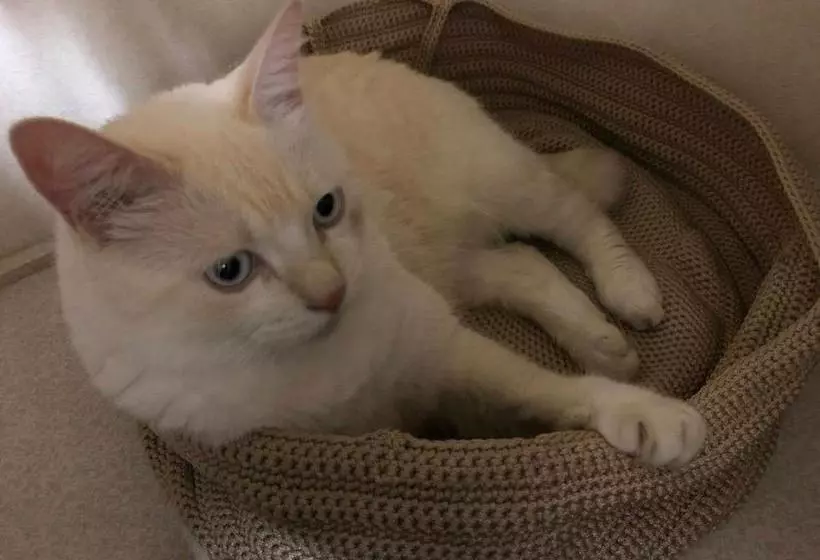 Majatalo Guesthouse Gifu Suai