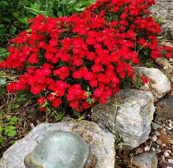Harmony Hill Bed And Breakfast