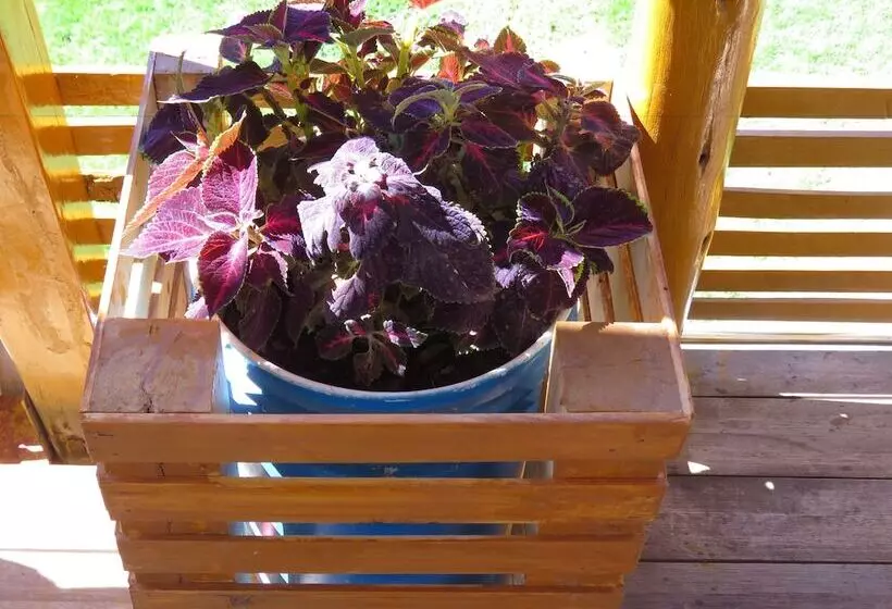 هاستل Schatzi Lodge