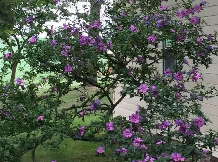 Carriage Stop Bed & Breakfast