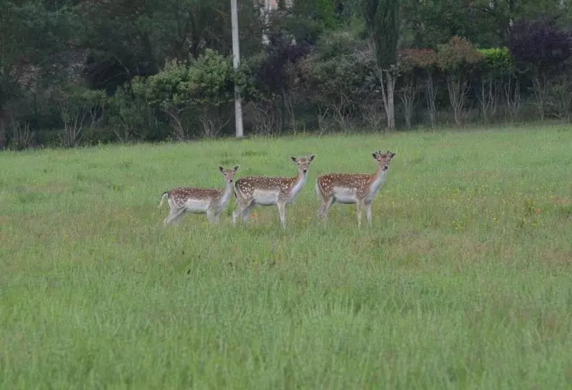 Aamiaismajoitus (B&B) Domaine Shambala   Maison D Hôte En Provence   Piscine Chauffée