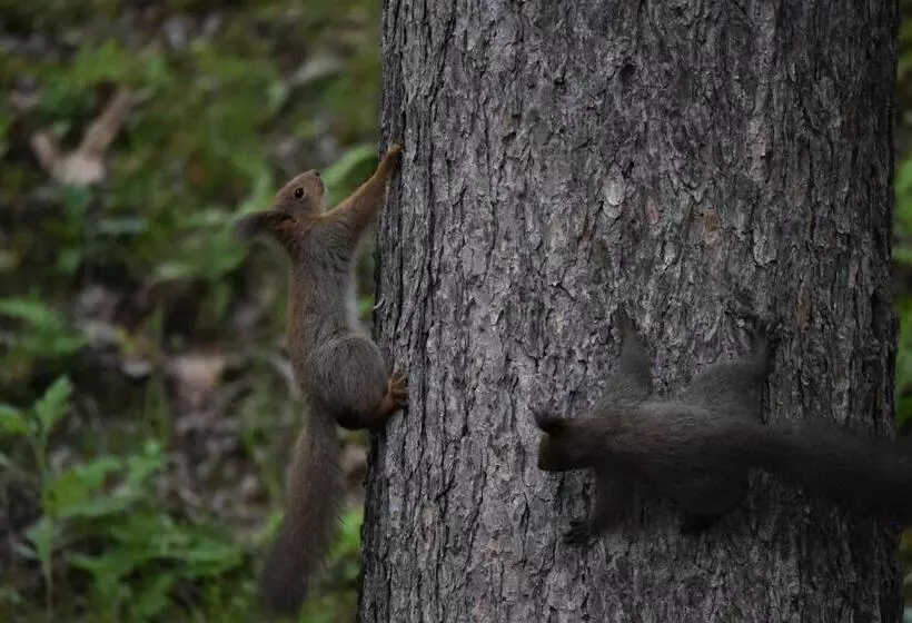 Majatalo Shiretokoserai