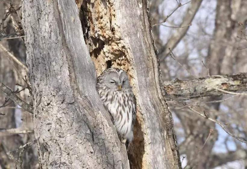 Majatalo Shiretokoserai