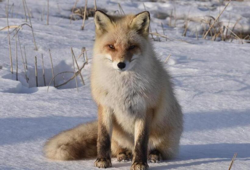 Пансион Shiretokoserai