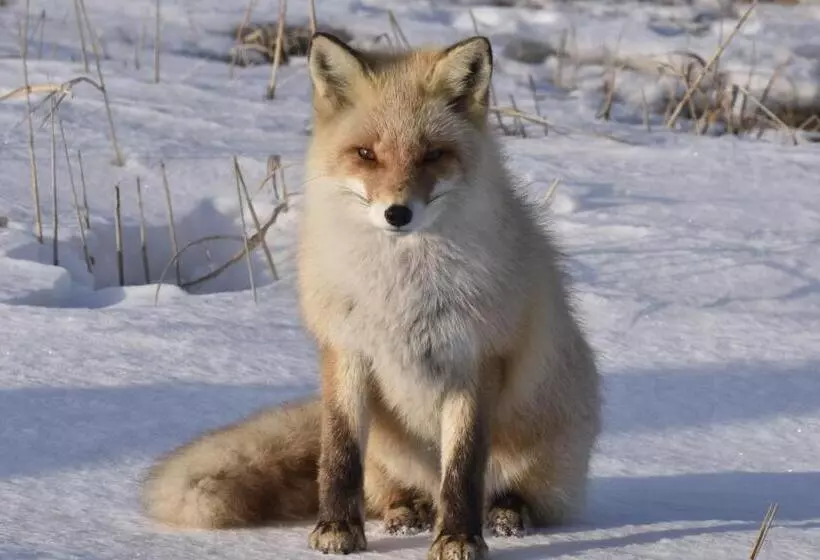 Majatalo Shiretokoserai