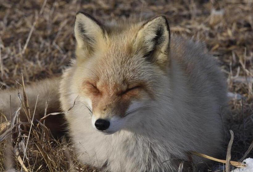 Пансион Shiretokoserai