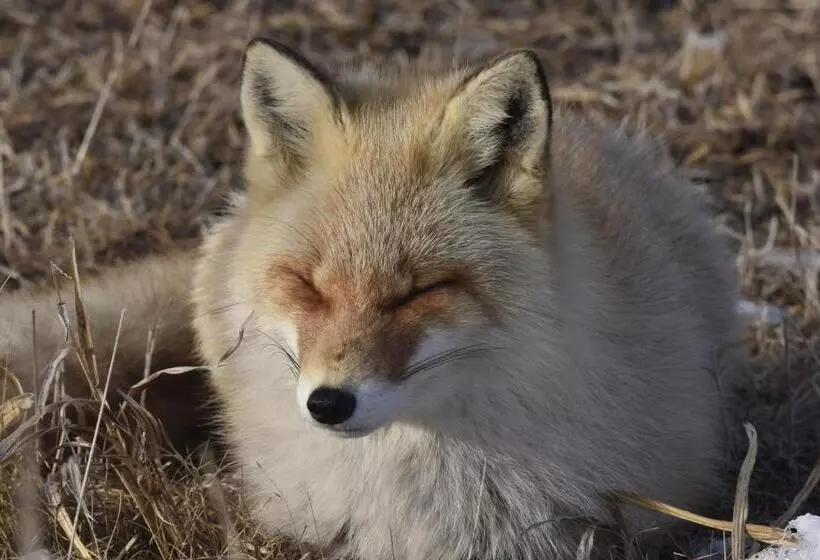 Majatalo Shiretokoserai