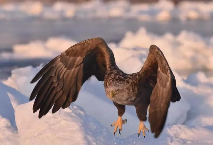 Majatalo Shiretokoserai