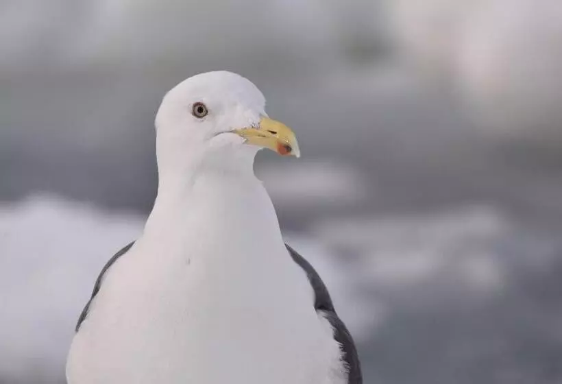 Majatalo Shiretokoserai