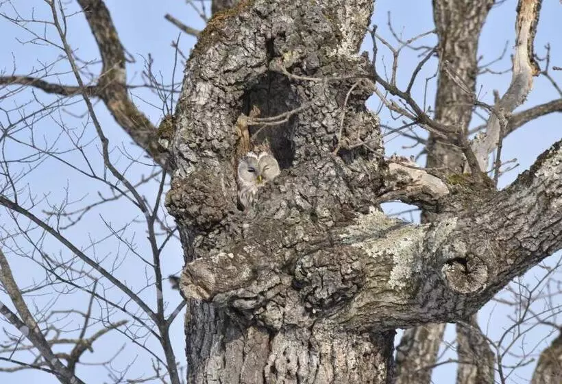 Majatalo Shiretokoserai