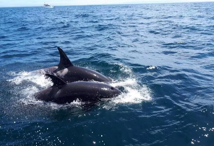 Majatalo Shiretokoserai