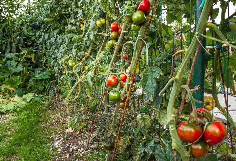 Majatalo Nest Guesthouse