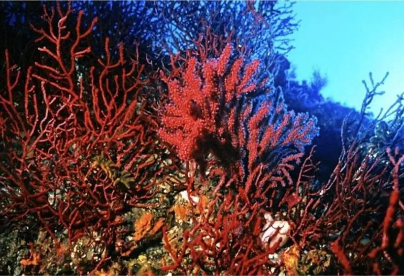 ベッドアンドブレックファースト Il Sogno Di Calipso