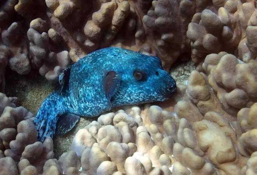 Hotelli Amber House Lanka