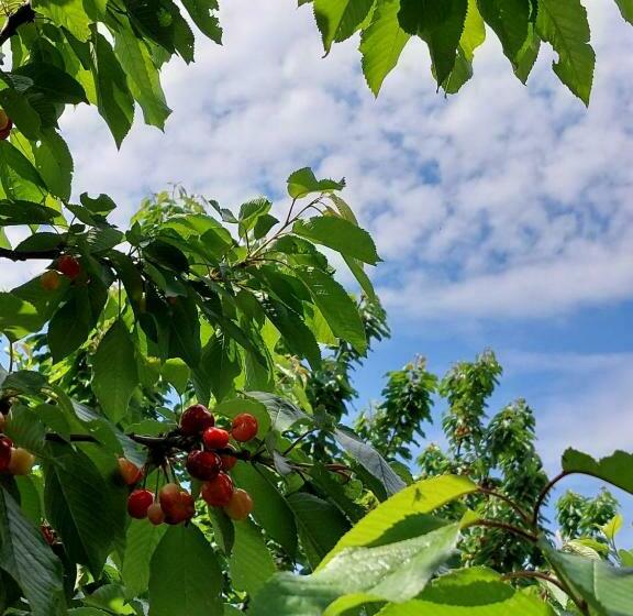 هتل Airport Home Radinovic