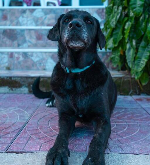 ユースホステル Camp Inn Colors Providencia