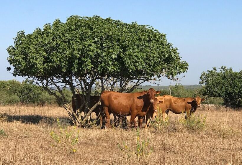 هتل Agroturismo Es Gallicant