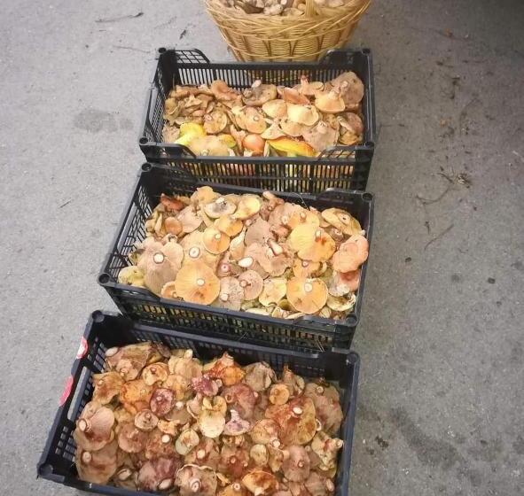 펜션 Hostal Cañamares