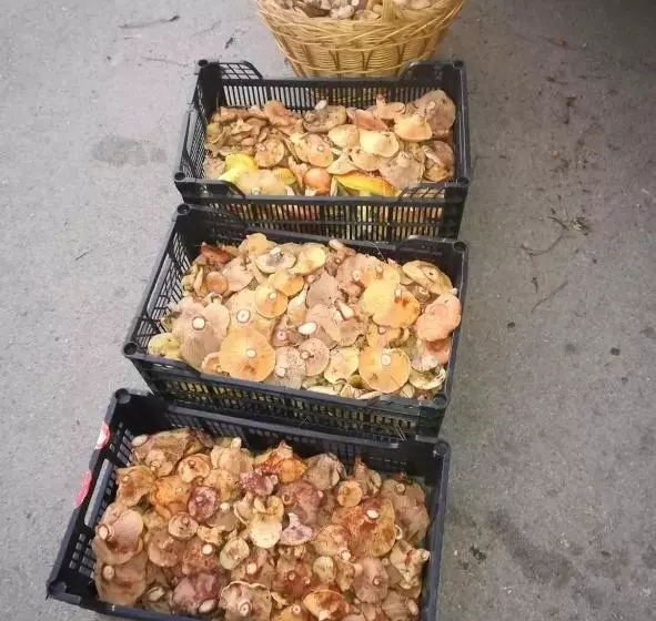 Pension Hostal Cañamares