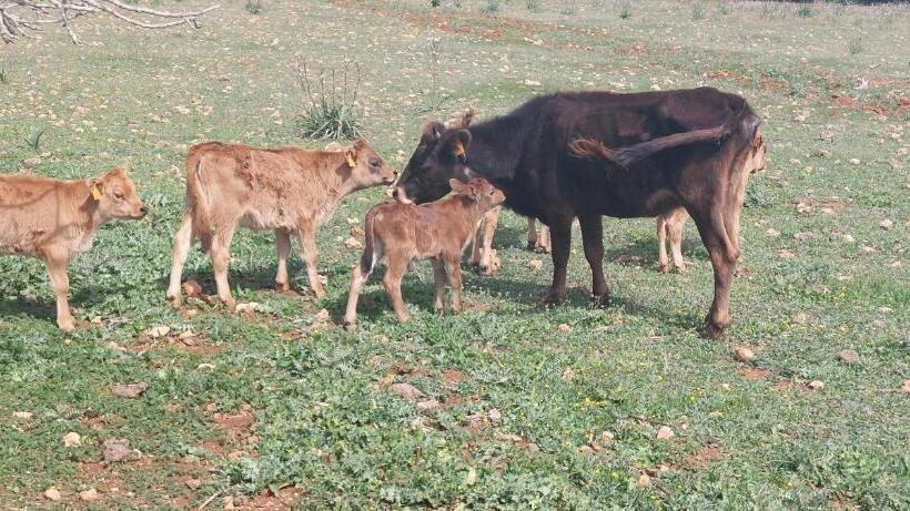 هتل Finca Sa Cova Vella