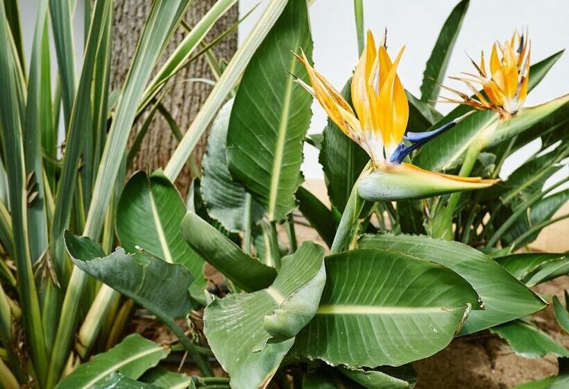 پانسیون Bonvalot Guest House