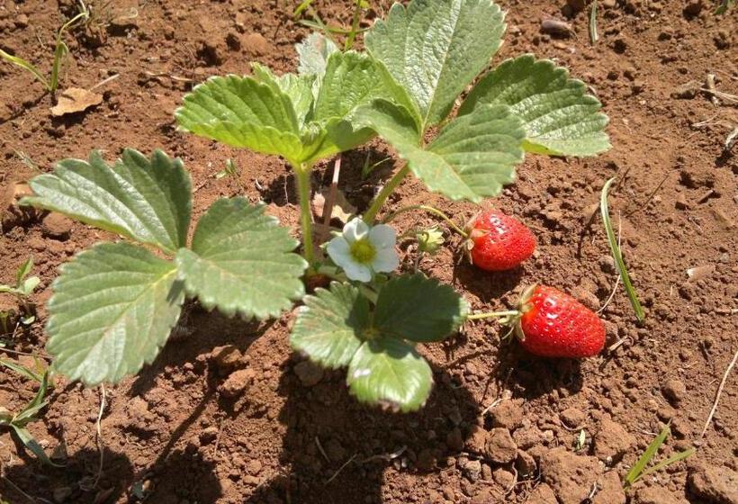 فندق Podere40 Country