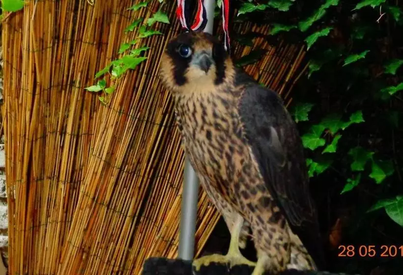 پانسیون Astoria Golden House