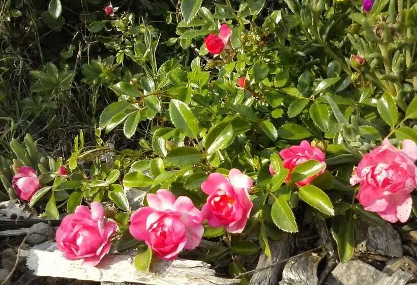 ホテル Agriturismo Valiana