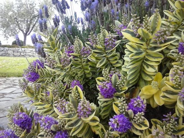 فندق Agriturismo Valiana