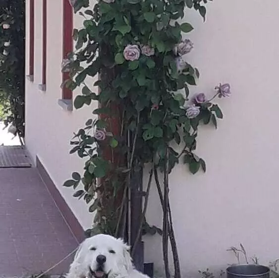 ホテル Agriturismo La Vita è Bella