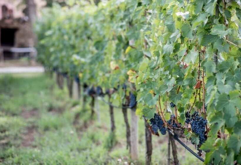 Отель Agriturismo Bio Fattoria Casetta