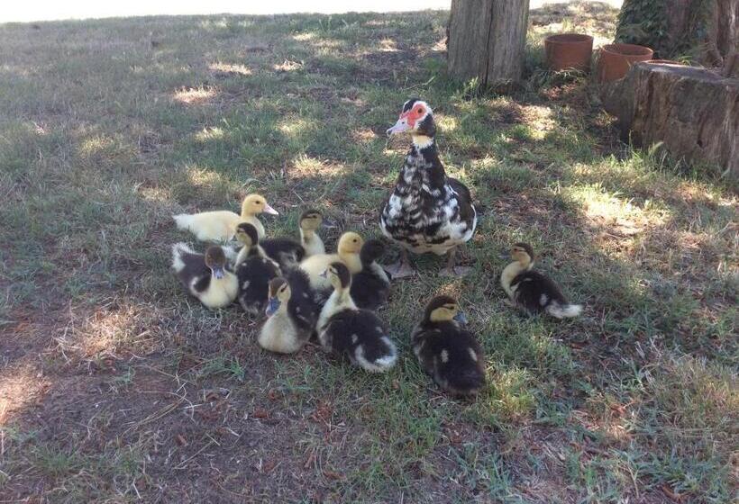 호텔 Agriturismo Il Morello