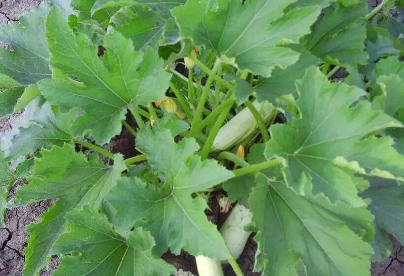 Hotelli Agriturismo San Pietro