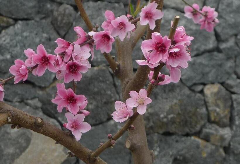 هتل Palazzo Rosso