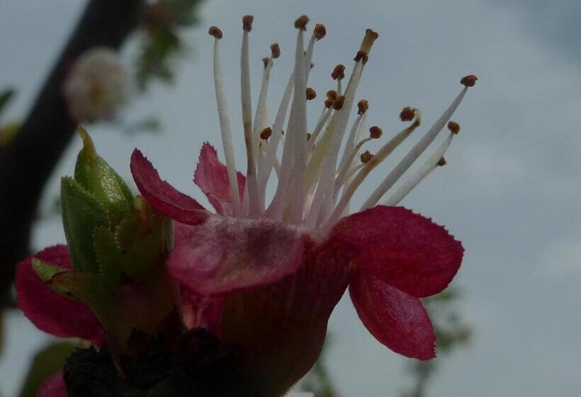 هتل Palazzo Rosso