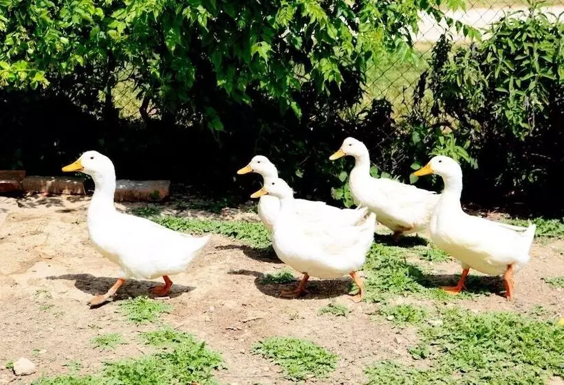 Hotelli Agriturismo Podere Luchiano