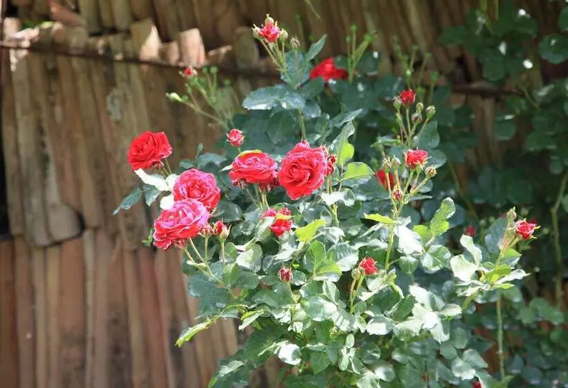 Hotelli Agriturismo Podere Luchiano