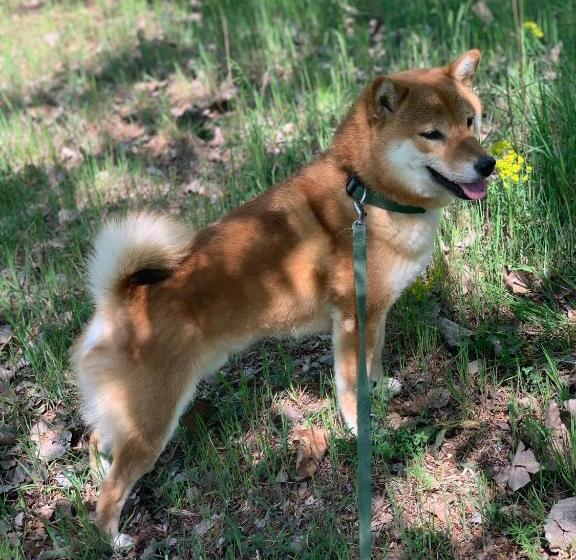 בית מלון כפרי Agriturismo I Leprotti
