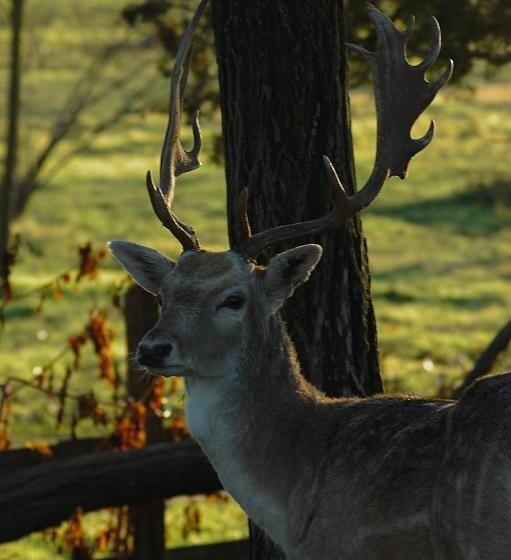 בית מלון כפרי Agriturismo I Leprotti