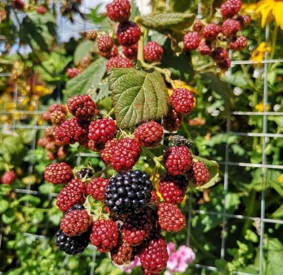 בית מלון כפרי Planitzhof