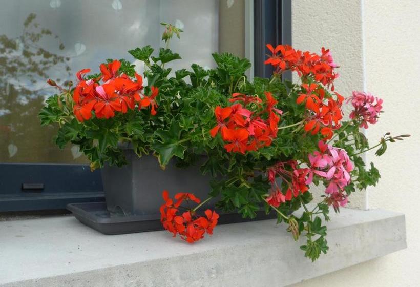 بنسيون Maison De Luciné