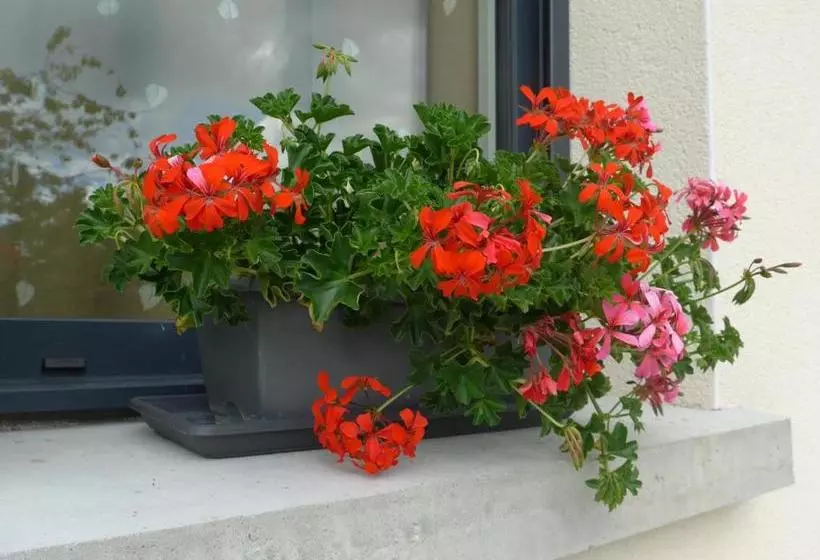 ペンション Maison De Luciné