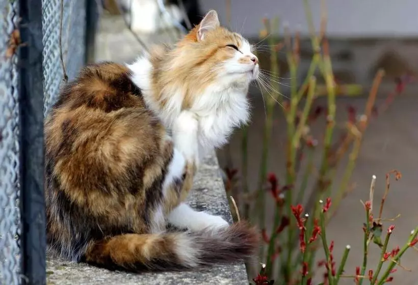 ペンション La Maison Des Chats