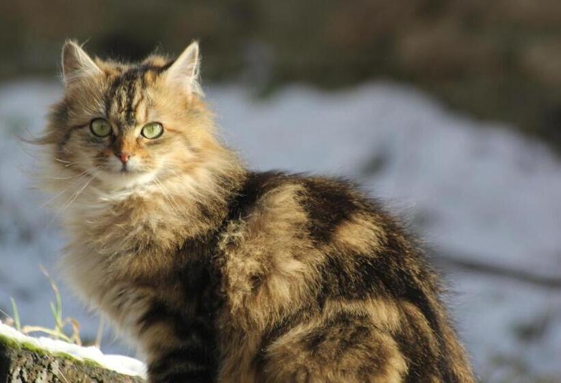 膳宿费 La Maison Des Chats