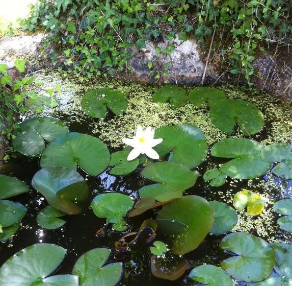 פנסיון Péchalvet