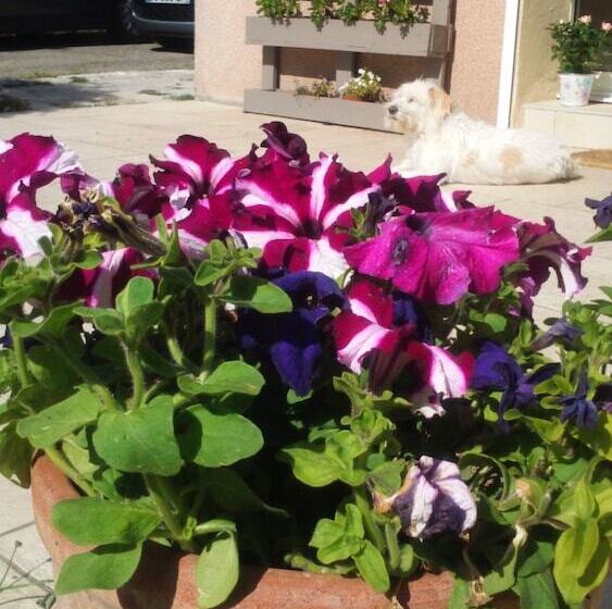 Пансион Chez Colombine