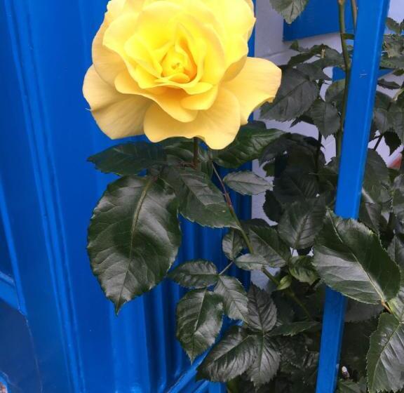 פנסיון Avoca Villa Guest House